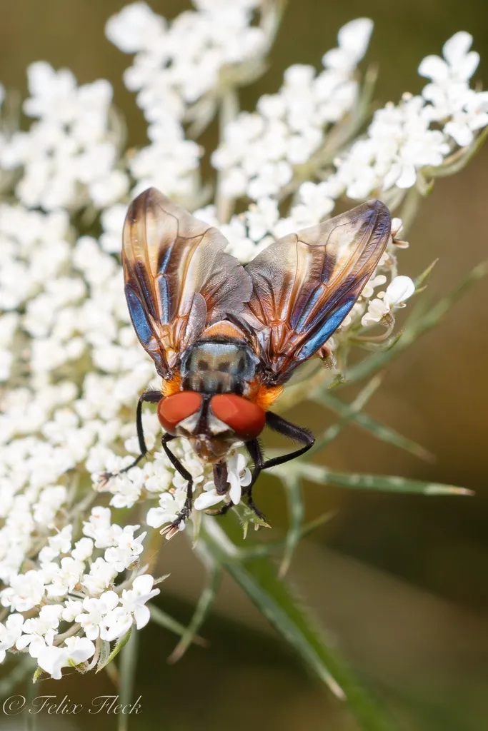 Phasia hemiptera - photo 2