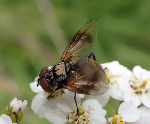 Phasia obesa