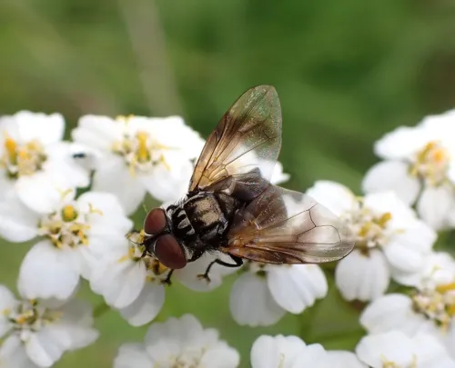 Phasia obesa - photo 2