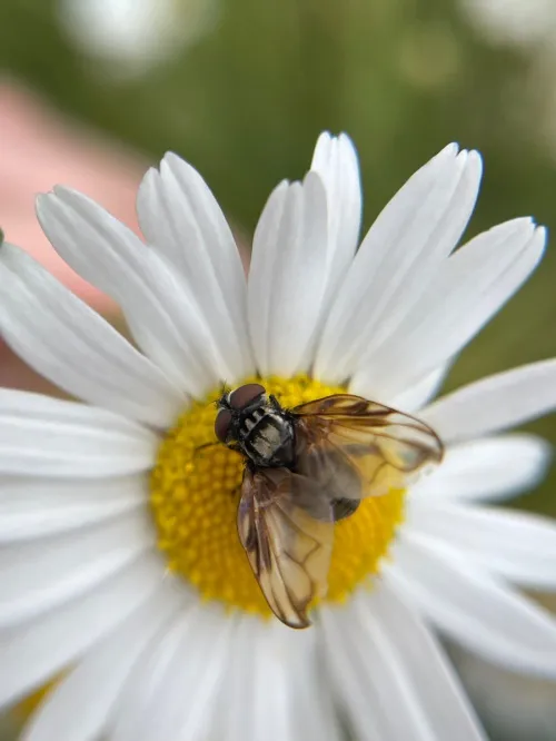 Phasia obesa - photo 3