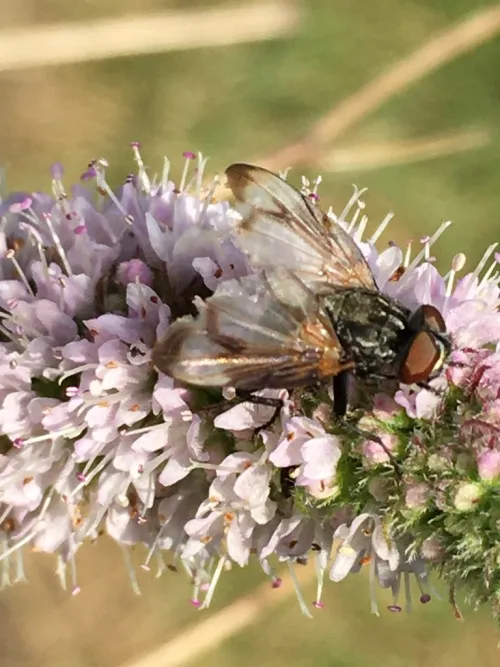 Phasia obesa - photo 4