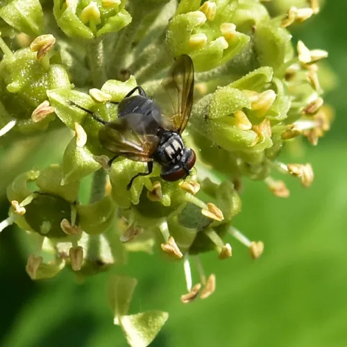 Phasia obesa - photo 6