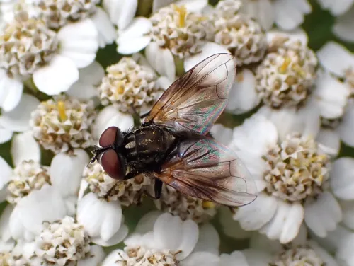 Phasia obesa - photo 7