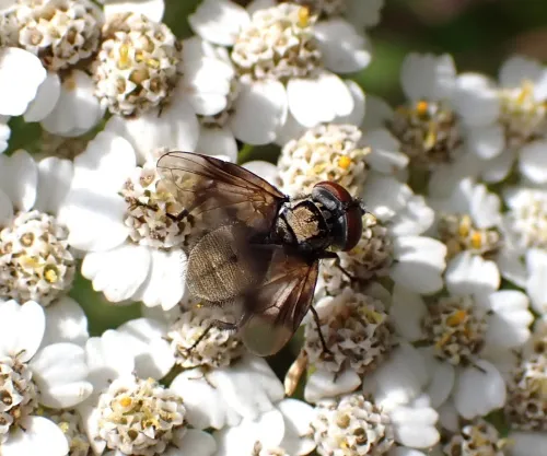 Phasia obesa - photo 8