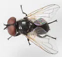 Phasia purpurascens