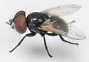 Phasia purpurascens - photo 2