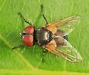 Phasia subopaca - photo 2