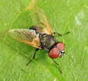 Phasia subopaca - photo 3