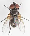 Phasia subopaca - photo 4