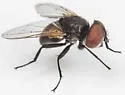 Phasia subopaca - photo 5