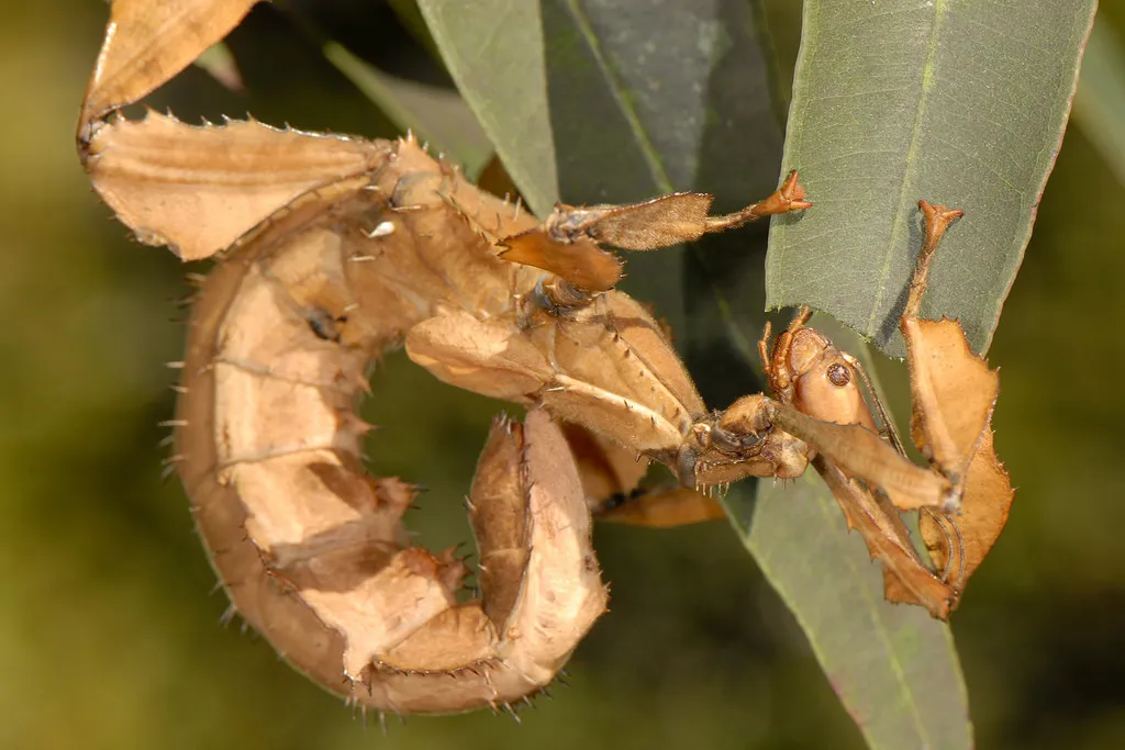 Winged Walkingsticks - photo 2