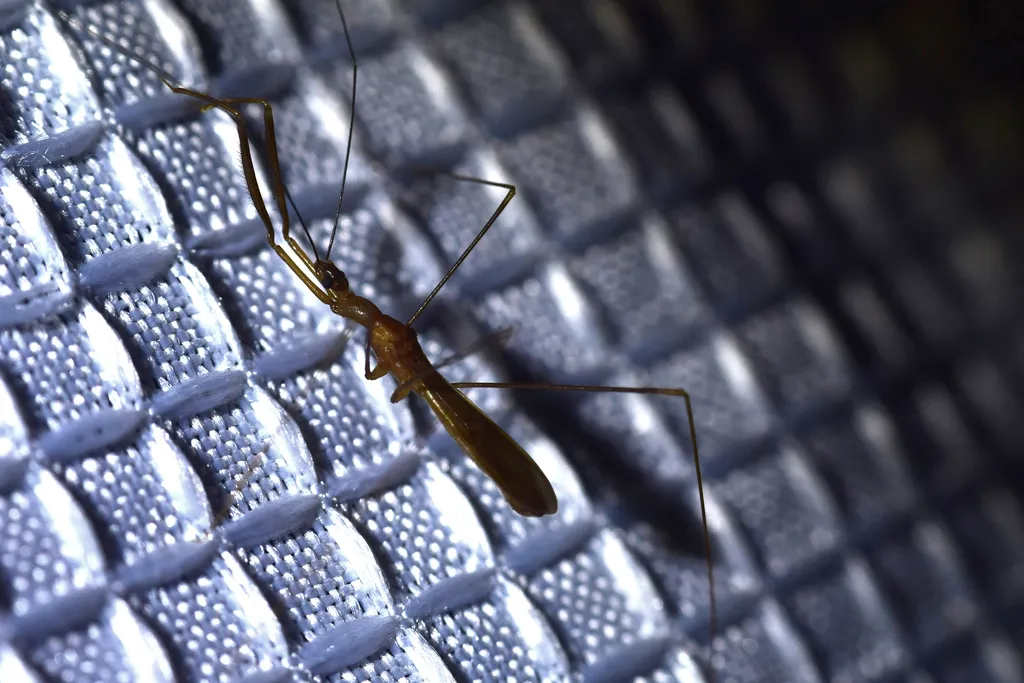Phasmatocoris labyrinthicus - photo 2