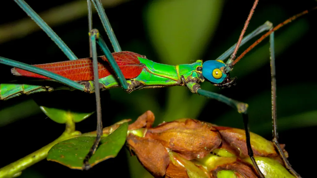 Walkingsticks - photo 2