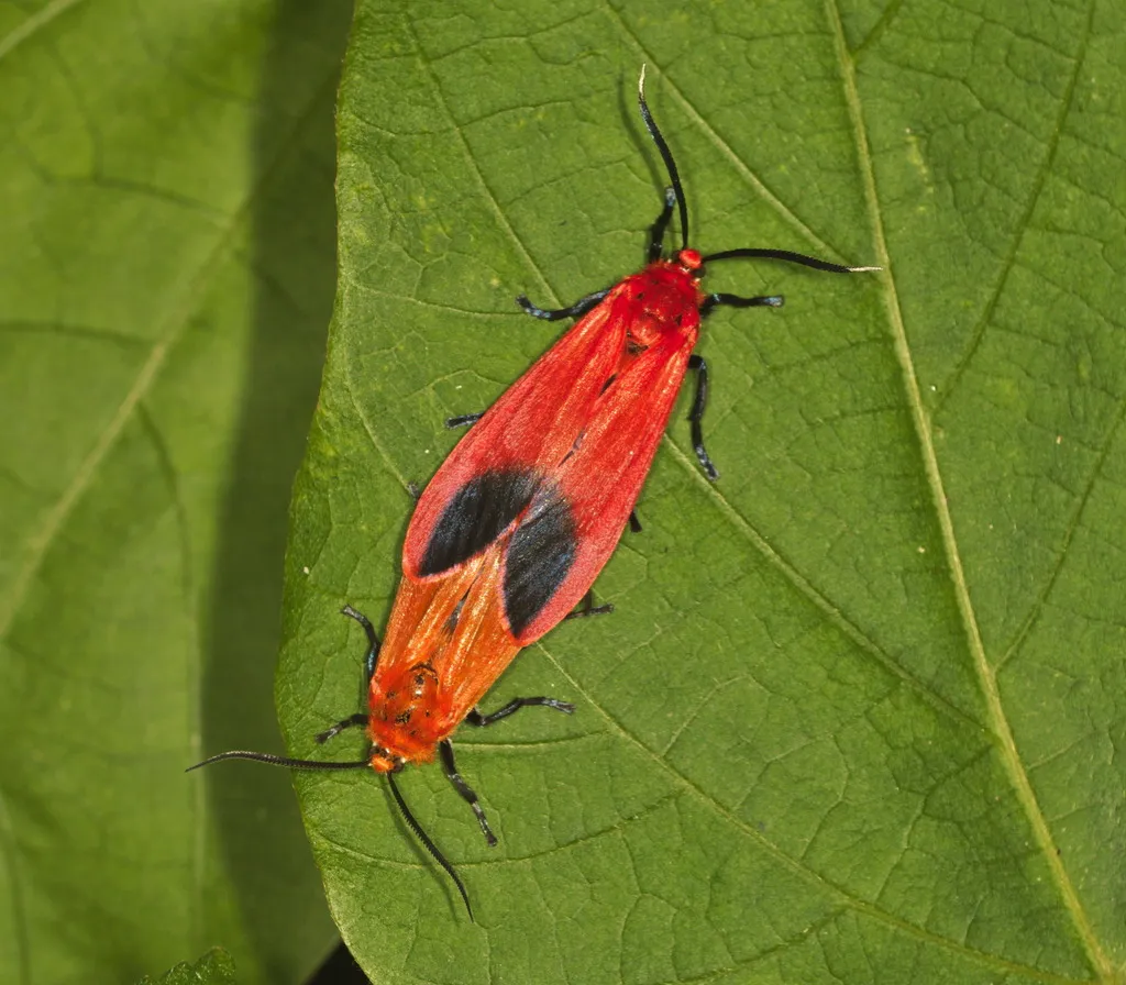 Phaudidae - photo 2