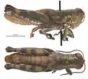 Phaulotettix ablusus