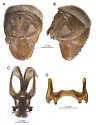 Phaulotettix ablusus - photo 2
