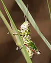 Phaulotettix compressus