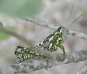 Phaulotettix compressus - photo 2