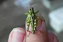 Phaulotettix compressus - photo 3