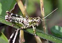 Phaulotettix compressus - photo 4