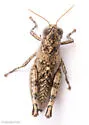 Phaulotettix compressus - photo 5