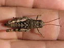 Sotol Grasshopper