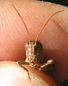Sotol Grasshopper - photo 3