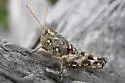 Sotol Grasshopper - photo 4