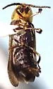 Phausis californica - photo 2