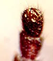 Phausis californica - photo 4
