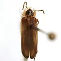 Phausis inaccensa