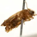 Phausis inaccensa - photo 2