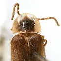 Phausis inaccensa - photo 3