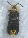 Phausis inaccensa - photo 4