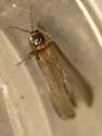 Blue Ghost Firefly - photo 4