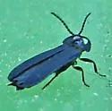 Phausis rhombica - photo 2