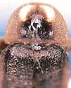 Phausis rhombica - photo 4