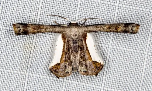 Phazaca decorata