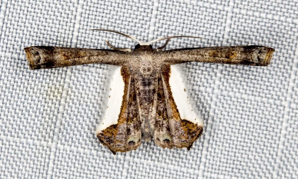 Phazaca decorata - photo 2