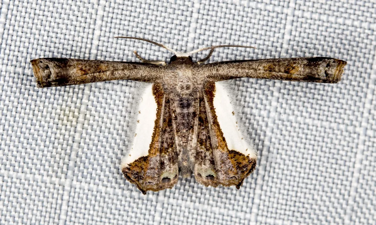 Phazaca decorata - photo 3