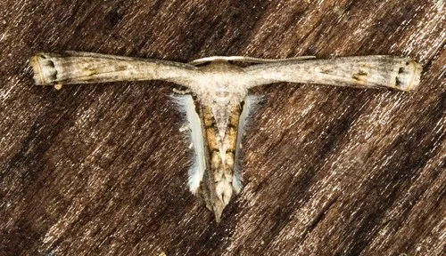 Phazaca decorata - photo 5