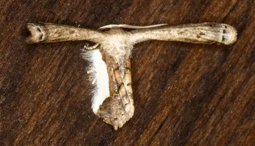 Phazaca decorata - photo 6