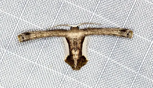 Phazaca decorata - photo 7