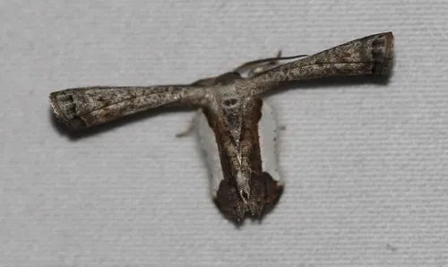 Phazaca decorata - photo 8