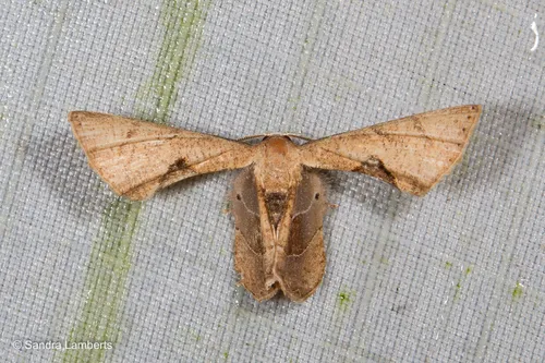 Phazaca leucocera - photo 2