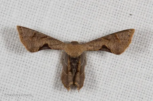Phazaca leucocera - photo 3