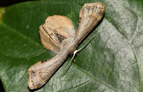 Cotton Leaf Roller - photo 4