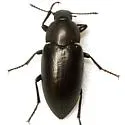 Phegoneus julichi - Phegoneus julichi