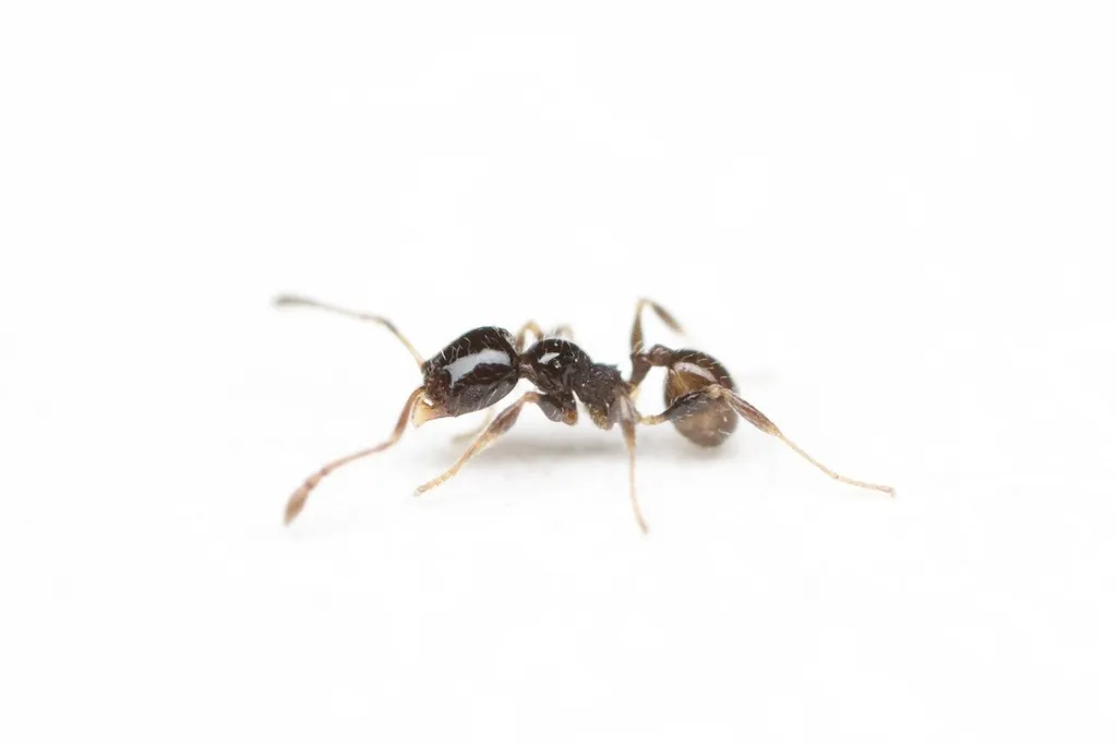 Pheidole adrianoi - photo 2