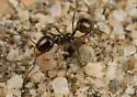 Pheidole barbata - photo 2